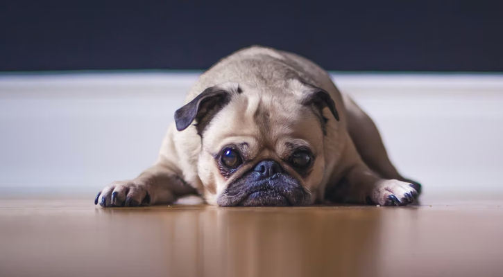 a sad pug laying on the floor