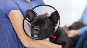A dog in a e-cone post surgery