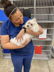 A vet worker holding a pet after surgery