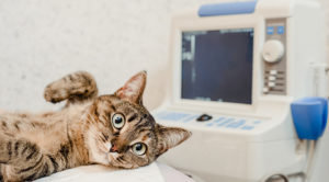 A kitten having a ultrasound