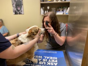 Vet checking a dog's eyes during a wellness check